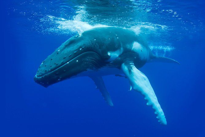 Whale Watching from Augusta in Western Australia - Price and logistics: what $68.14 buys you