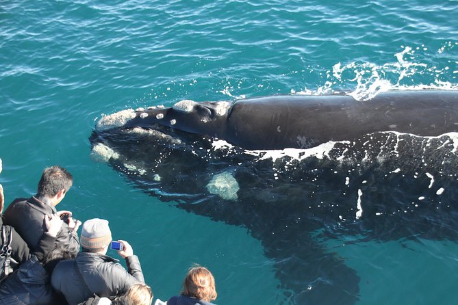 Whale Watching from Augusta in Western Australia - What to pack: warm layers, camera, and shoes that work on decks