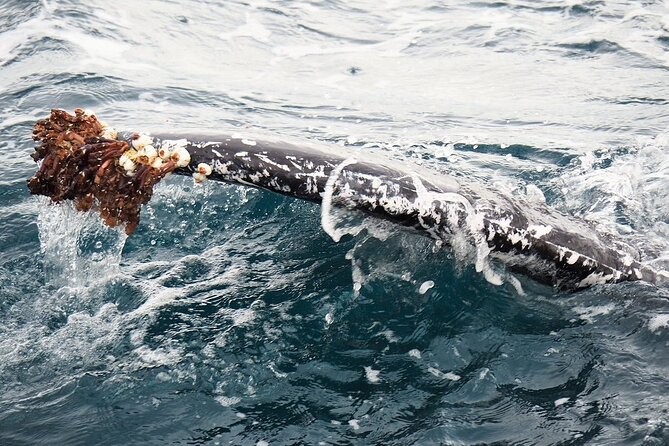 Whale Watching from Augusta in Western Australia - Who this Augusta whale watch fits best