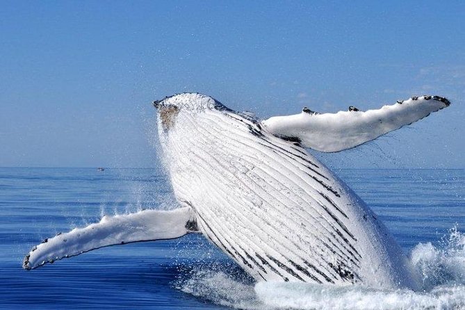Whale Watching from Augusta in Western Australia - Tradewind 3 boat layout: where you’ll want to stand (and sit)