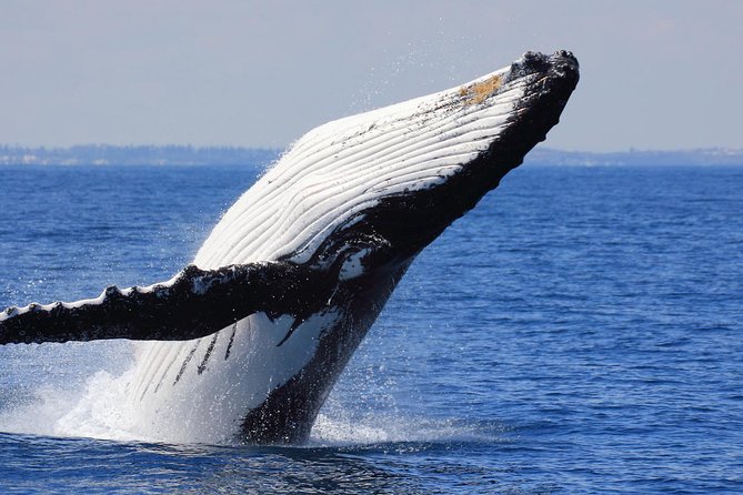 Whale Watching From Colombo - Colombo to Mirissa: The Value of Not Doing It Solo
