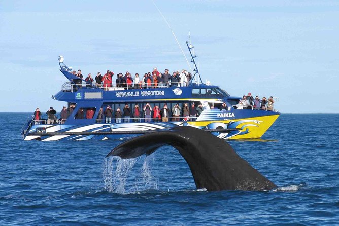Whale Watching From Colombo - On the Water: What You’re Looking For (and Why It’s Worth It)