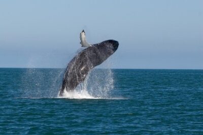 Whale Watching From Colombo - The Early Start and the Road Time You Should Plan For