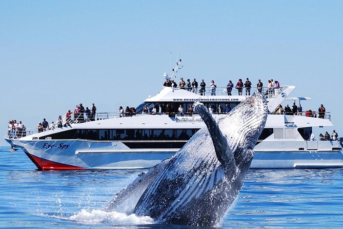 Whale Watching From Colombo - Price and Value: Is $171 Worth It?
