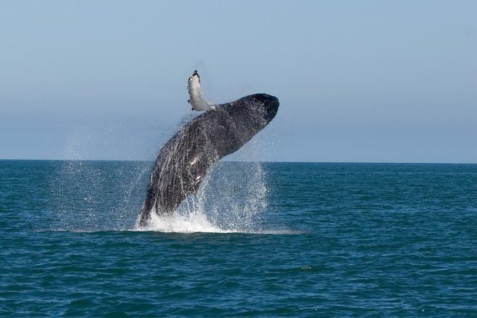 Whale Watching From Colombo - The Early Start and the Road Time You Should Plan For