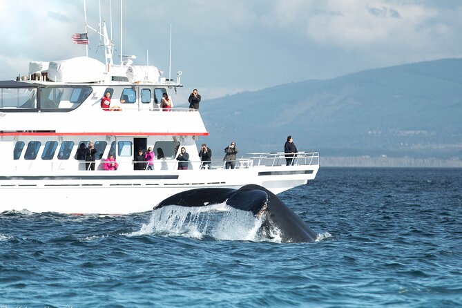 Whale Watching from Friday Harbor - San Juan Island: why this water is built for orca watching