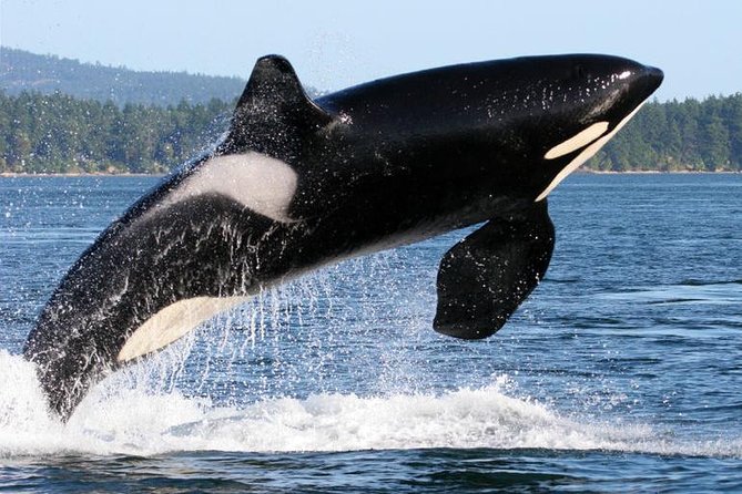 Whale Watching from Friday Harbor - Orca odds: what the tour promises (and what it can’t)