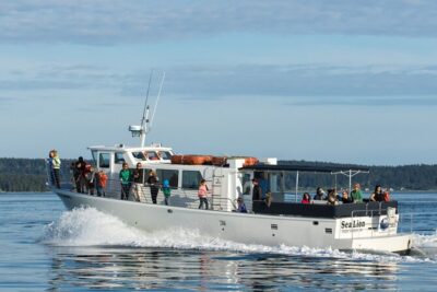 Whale Watching from Friday Harbor - San Juan Island waters: what the cruise does once it finds signs