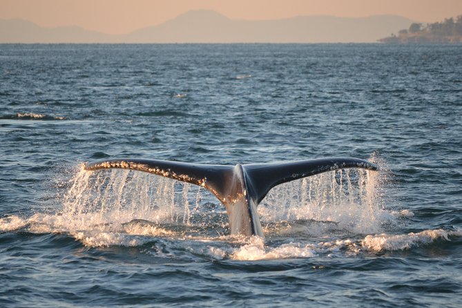 Whale Watching from Friday Harbor - Beyond orcas: the other whales and shore wildlife that fill out your cruise