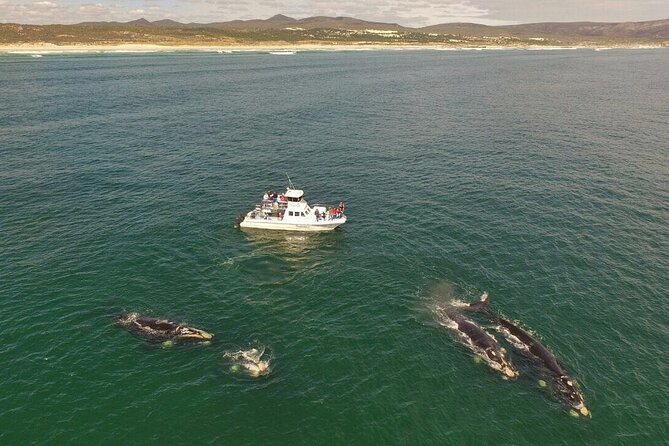Whale Watching from Gansbaai - Why Gansbaai and the De Keldar cliffs matter