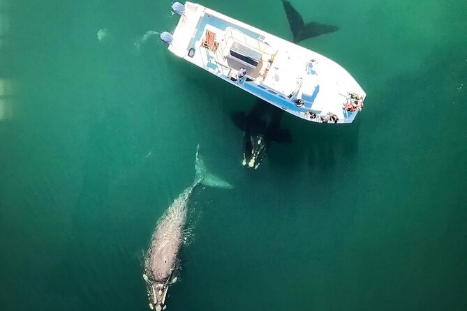 Whale Watching from Gansbaai - Small boat comfort and why 25 people feels different