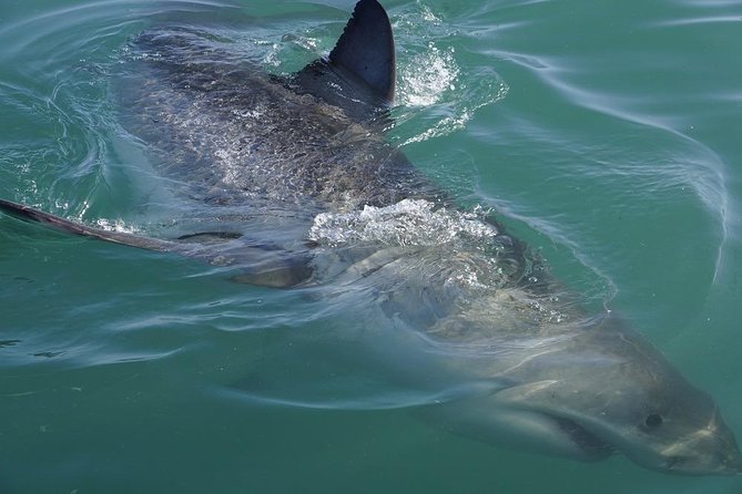 Whale Watching from Gansbaai - What you might see: Southern right whales, calves, dolphins, penguins