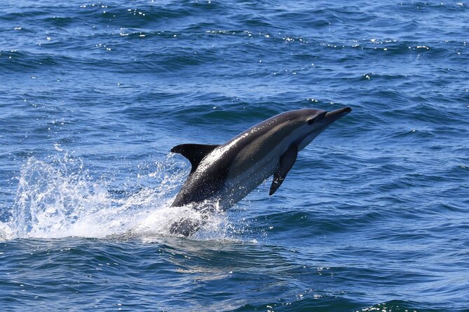 Whale Watching from Gansbaai - Meeting point reality: where you start and how to get there