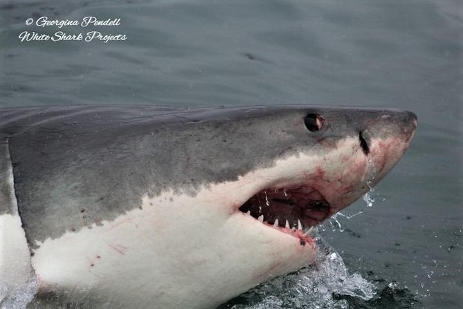 Whale Watching from Gansbaai - Who this tour fits best
