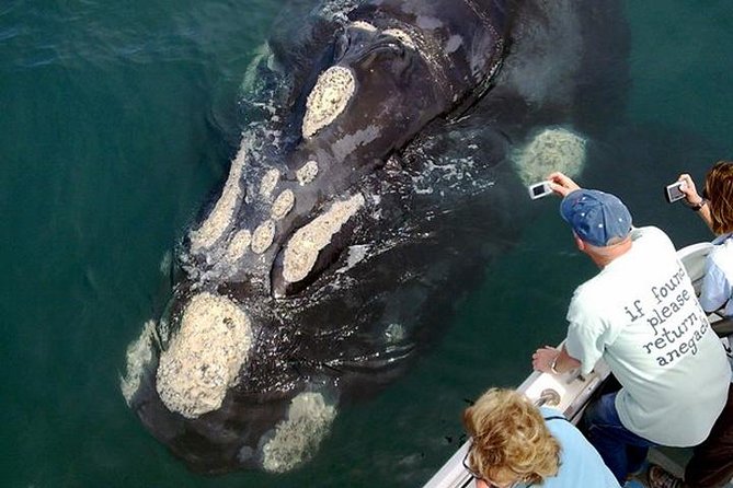 Whale Watching from Gansbaai - The 2-hour cruise flow: from harbor to whale-watching waters