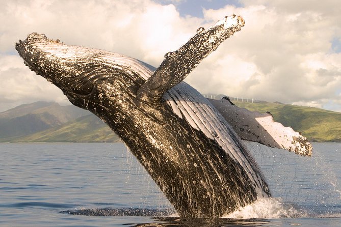 Whale Watching from Ma'alaea Harbor - The 2-hour humpback cruise: what it feels like