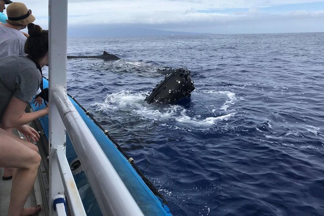 Whale Watching from Ma'alaea Harbor - Ma’alaea Harbor Shops: a break that’s actually useful