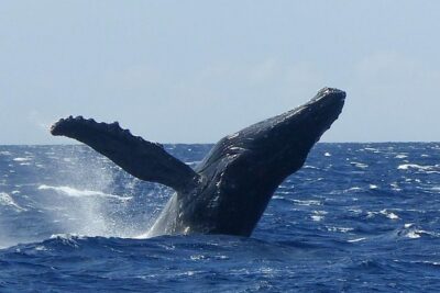 Whale Watching from Ma'alaea Harbor - Maui Ocean Center stop: smart context before the whales