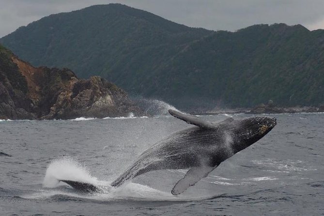 Whale Watching from Ma'alaea Harbor - Boat comfort, group size, and rough-water reality
