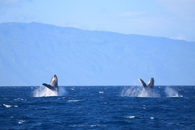 Whale Watching from Ma'alaea Harbor - Price check: what $82.65 buys you