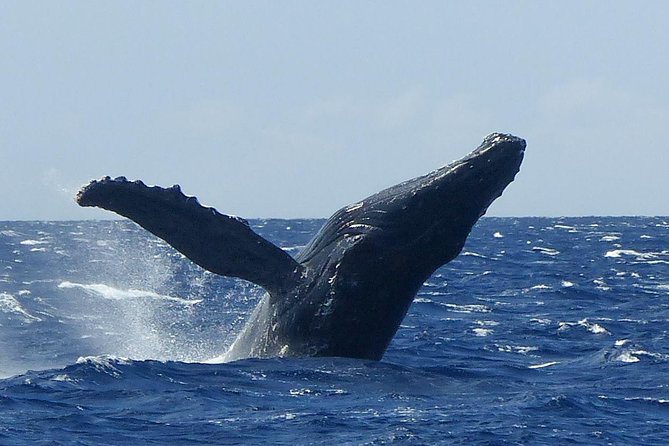 Whale Watching from Ma'alaea Harbor - Maui Ocean Center stop: smart context before the whales