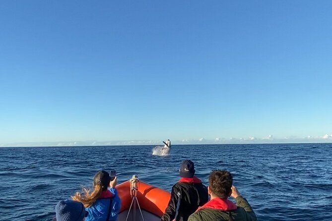Whale Watching Gold Coast - Quick hits: What makes this whale-watching trip work