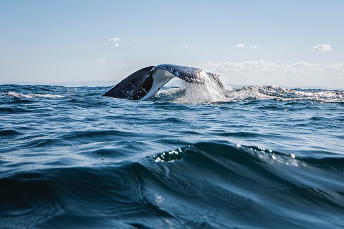 Whale Watching Gold Coast - The Morning Plan: 6:30 AM Departure and a 2.5-Hour Whale Search