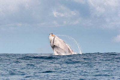 Whale Watching Gold Coast - Coolangatta Stop: Coastal Views While You Wait for the Right Moment