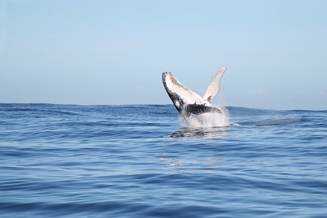 Whale Watching Gold Coast - Tweed River Stop: Why the Route Ends Where It Does