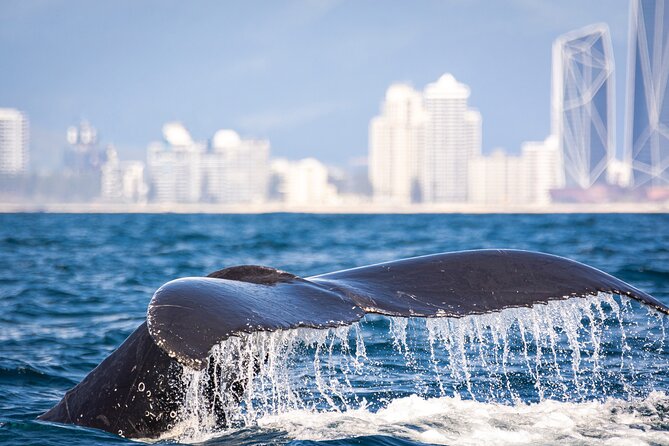 Whale Watching Gold Coast - On-Board Experience: Eye-Level Watching Meets Live Marine Commentary