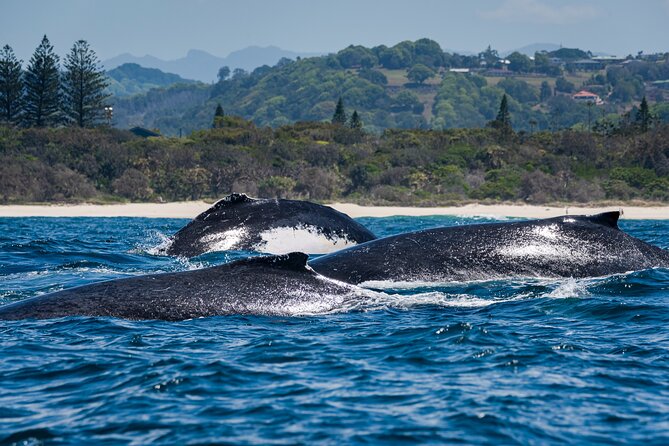 Whale Watching Gold Coast - Value and Price: What $63 Gets You (and What It Doesn’t)