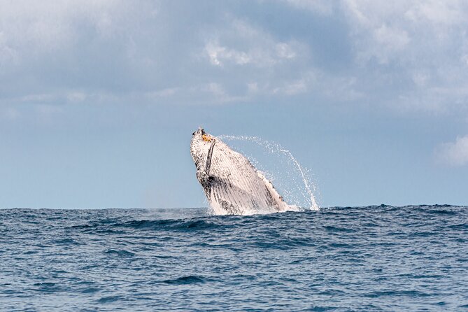 Whale Watching Gold Coast - Coolangatta Stop: Coastal Views While You Wait for the Right Moment