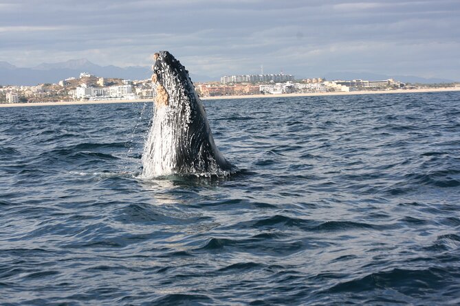 Whale Watching Group Tour in San Jose del Cabo - Key Reasons This Whale Watching Tour Works in San José del Cabo