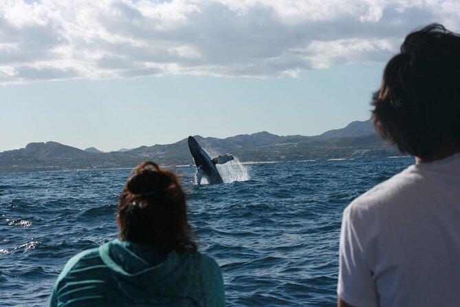 Whale Watching Group Tour in San Jose del Cabo - San José del Cabo Whale Season: Humpbacks and Grays You Can Actually See
