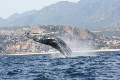Whale Watching Group Tour in San Jose del Cabo - The 2-Hour Cruise: A Wildlife Experience Without the Big-Group Feeling