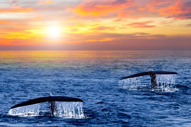 Whale Watching Group Tour in San Jose del Cabo - The Hydrophone Moment: Hearing Whales Instead of Just Watching Them