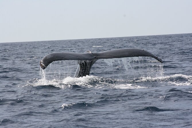 Whale Watching Group Tour in San Jose del Cabo - Guides Who Keep It Real: Respectful Watching and Whale-Centered Storytelling