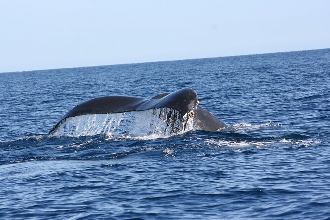 Whale Watching Group Tour in San Jose del Cabo - Price and Value at $99: What You Get for Your Time