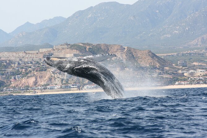 Whale Watching Group Tour in San Jose del Cabo - The 2-Hour Cruise: A Wildlife Experience Without the Big-Group Feeling