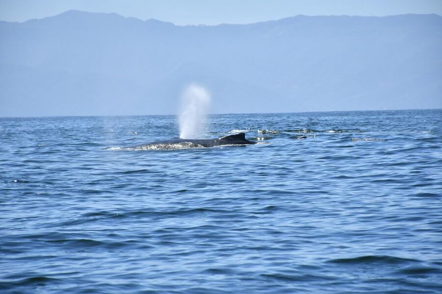Whale Watching Guaranteed Experience in Puerto Vallarta - Key things I’d bet on in this Puerto Vallarta whale watch