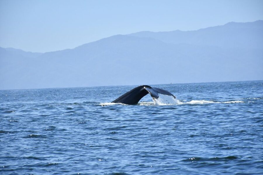 Whale Watching Guaranteed Experience in Puerto Vallarta - Where you meet the Los Veranos Canopy Tour office