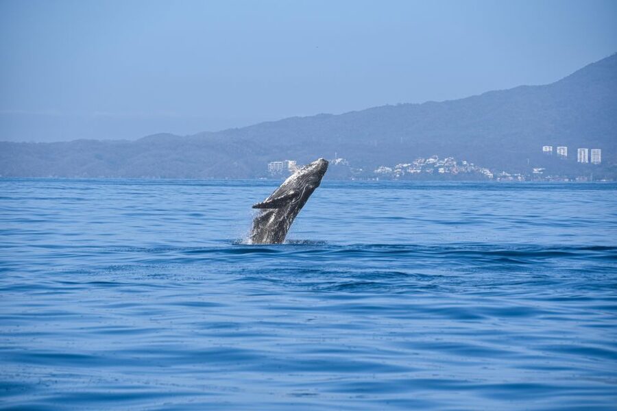 Whale Watching Guaranteed Experience in Puerto Vallarta - The 3-hour plan: search, pass-by, then watch from the water