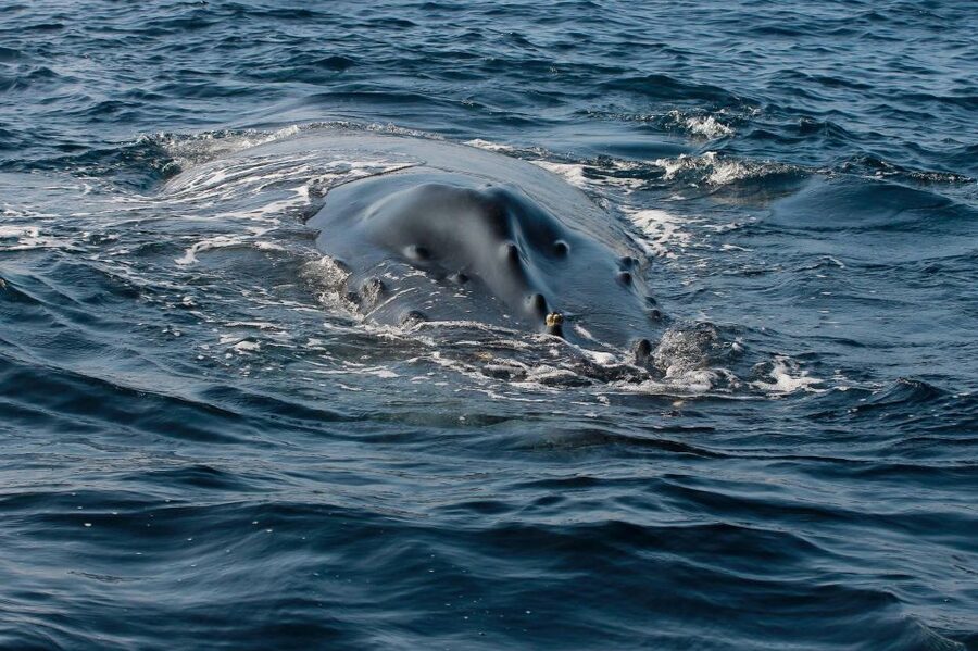 Whale Watching Guaranteed Experience in Puerto Vallarta - What you’re likely to see: humpbacks on migration, plus dolphins