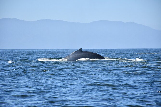 Whale Watching Guaranteed Experience in Puerto Vallarta - The guides and captains: Benji, Jose, Hido, and Miguel’s eagle-eye vibe