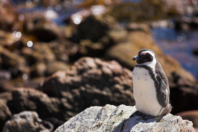 Whale Watching Hermanus - Boat base - Key things to know before you go