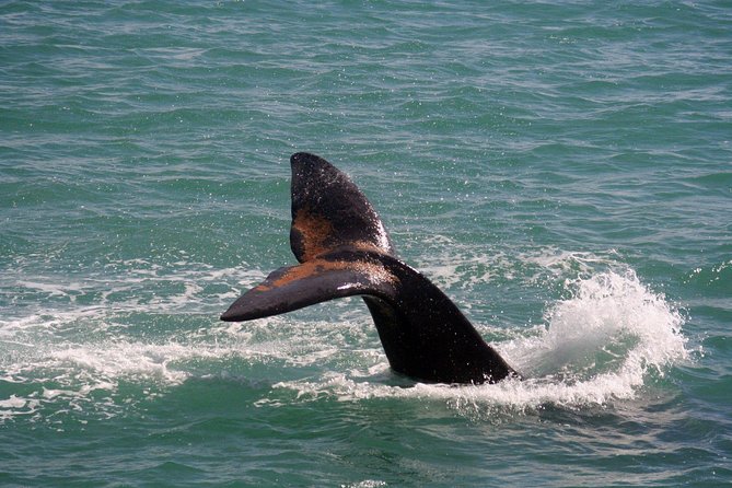 Whale Watching Hermanus - Boat base - Wildlife beyond whales: dolphins and seals