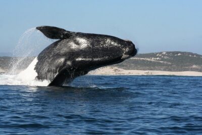 Whale Watching Hermanus - Boat base - The boat portion: what a 2-hour search feels like