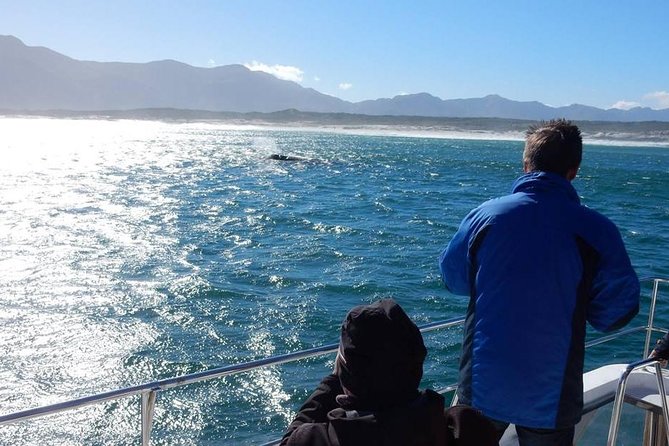 Whale Watching Hermanus - Boat base - Price and value: what $228.37 covers (and what it doesn’t)