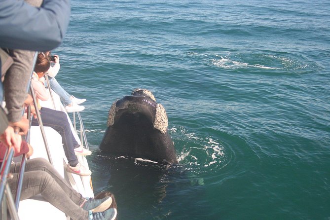 Whale Watching Hermanus - Boat base - Weather, rough seas, and how to set yourself up