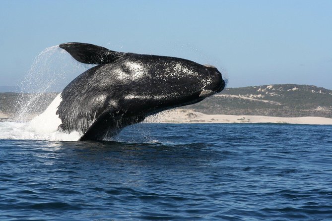 Whale Watching Hermanus - Boat base - The boat portion: what a 2-hour search feels like